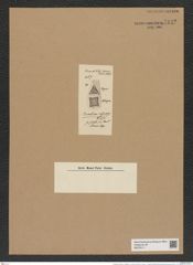 Triceratium insuave f. tetragona Tr. et Witt. (de-Toni-Nr.: Genus 137, Species 3655/55) Zeichnungen Sammlung Grunow Nr. 7142 (NHMW-BOT-W0376111)